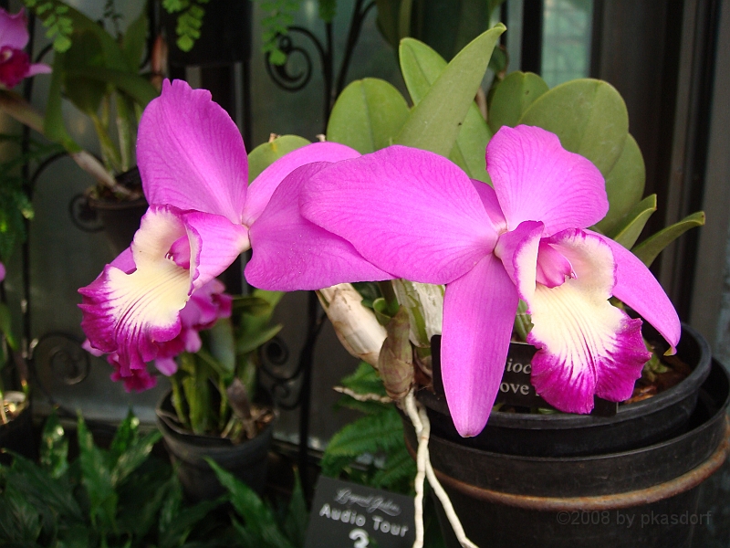 404 Longwood Gardens [2008 August 23].JPG - Longwood Gardens in Pennsylvania